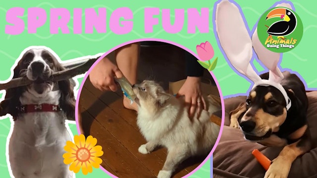 Animals Doing Things | Spring Fun!