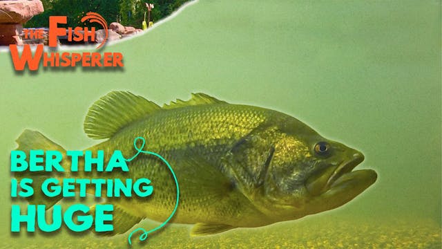 Bertha the Bass is Getting Huge!