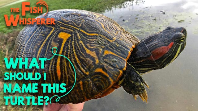 What Should I Name This Turtle?