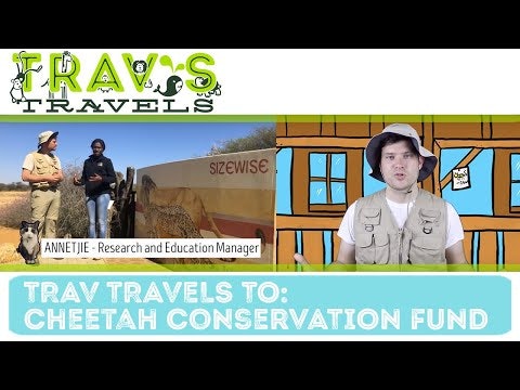 Trav's Travels - Cheetah Conservation Fund