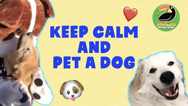 Animals Doing Things | Keep Calm and Pet a Dog 