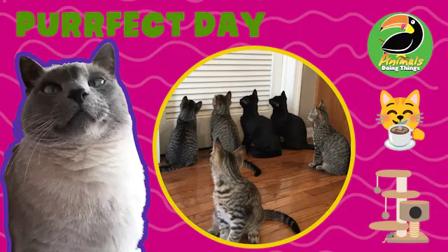 Animals Doing Things | Purrfect Day