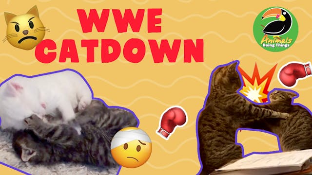 Animals Doings Things | WWE CATDOWN