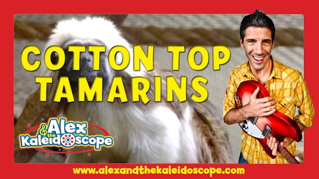 ANIMALS- Cotton Top Tamarins