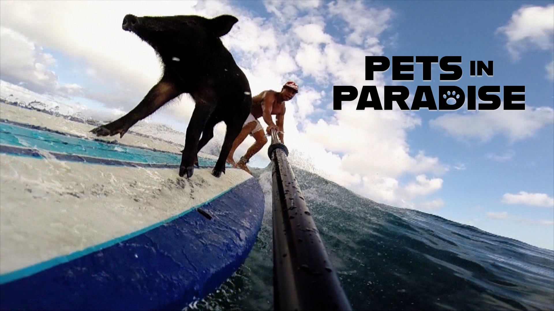Surfing Pig 2