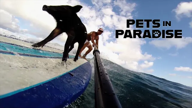 Surfing Pig 2