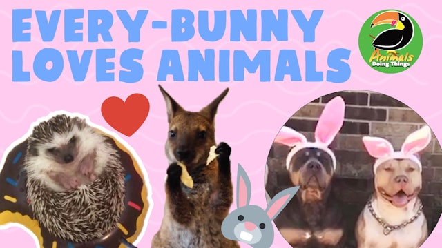 Animals Doing Things | Every-Bunny Loves Animals