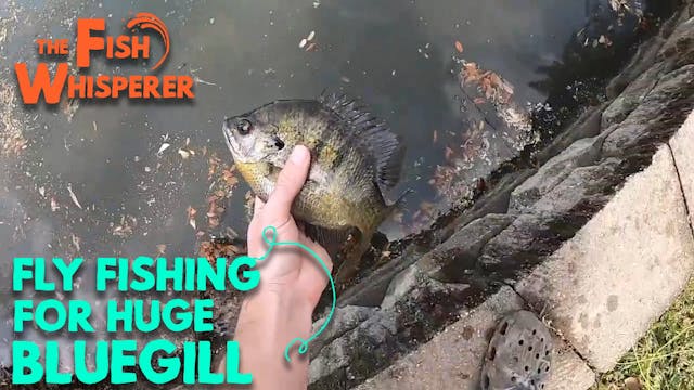 Fly Fishing for Huge Bluegill!