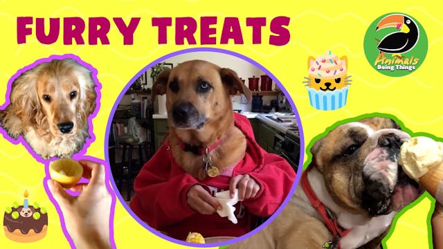 Animals Doing Things | Furry Treats