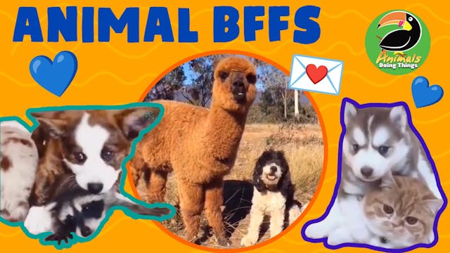 Animals Doing Things | Animal BFFs