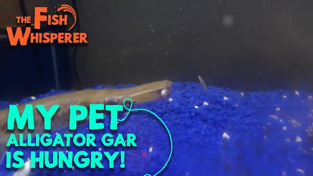 My Pet Alligator Gar is Hungry!!