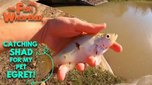 Catching Shad For My Pet Egret!