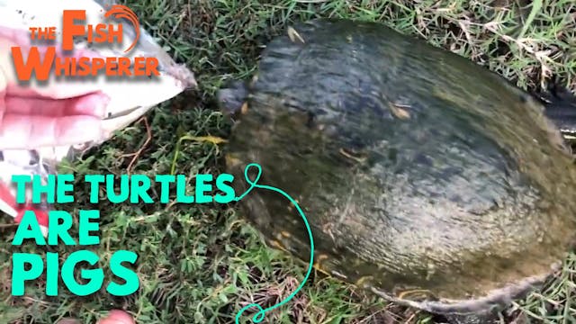 The Turtles are Pigs!
