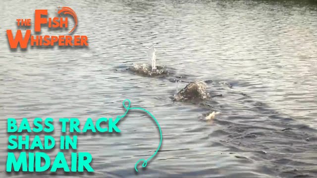 Bass Track Shad in Mid-Air