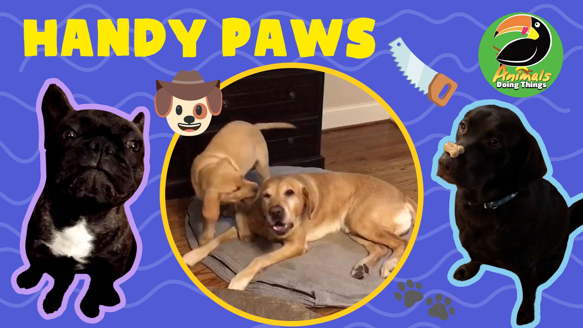 Animals Doing Things | Handy Paws