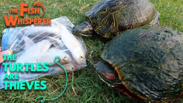 The Turtles Are Thieves!