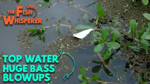 Topwater Huge Bass Blowups!