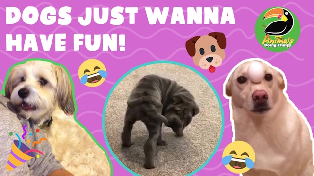 Animals Doing Things | Dogs Just Wanna Have Fun