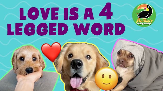 Animals Doings Things | Love Is A 4 L...