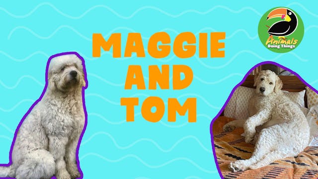 Animals Doing Things | Maggie and Tom 