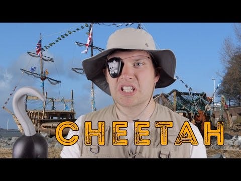 Cheetah - Animal Facts 