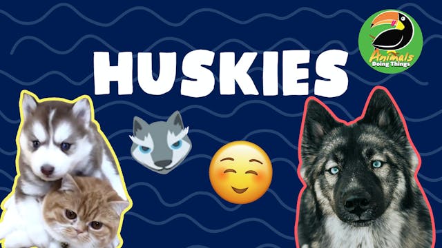 Animals Doings Things | Huskies