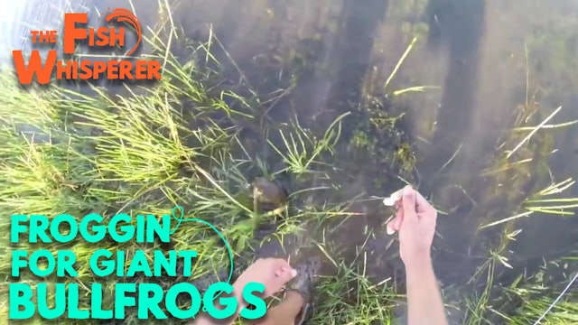 Froggin for Giant Bullfrogs