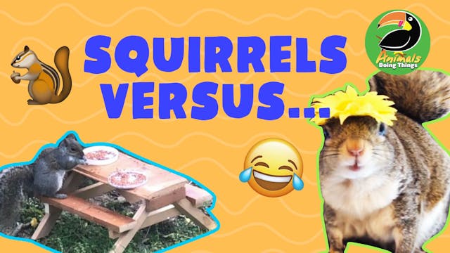 Animals Doing Things | Squirrels Vers...