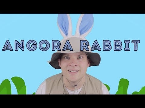 Angora Rabbit - Animal Facts