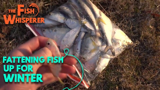 Fattening the Fish up For Winter!