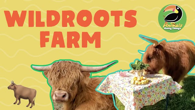 Animals Doing Things | Wildroots Farm 