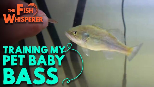 Training My Pet Baby Bass!