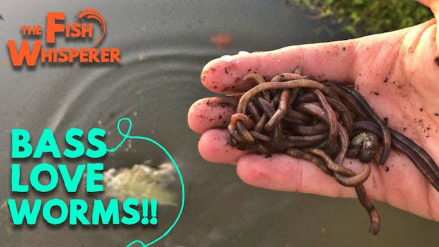 Bass Love Worms!!