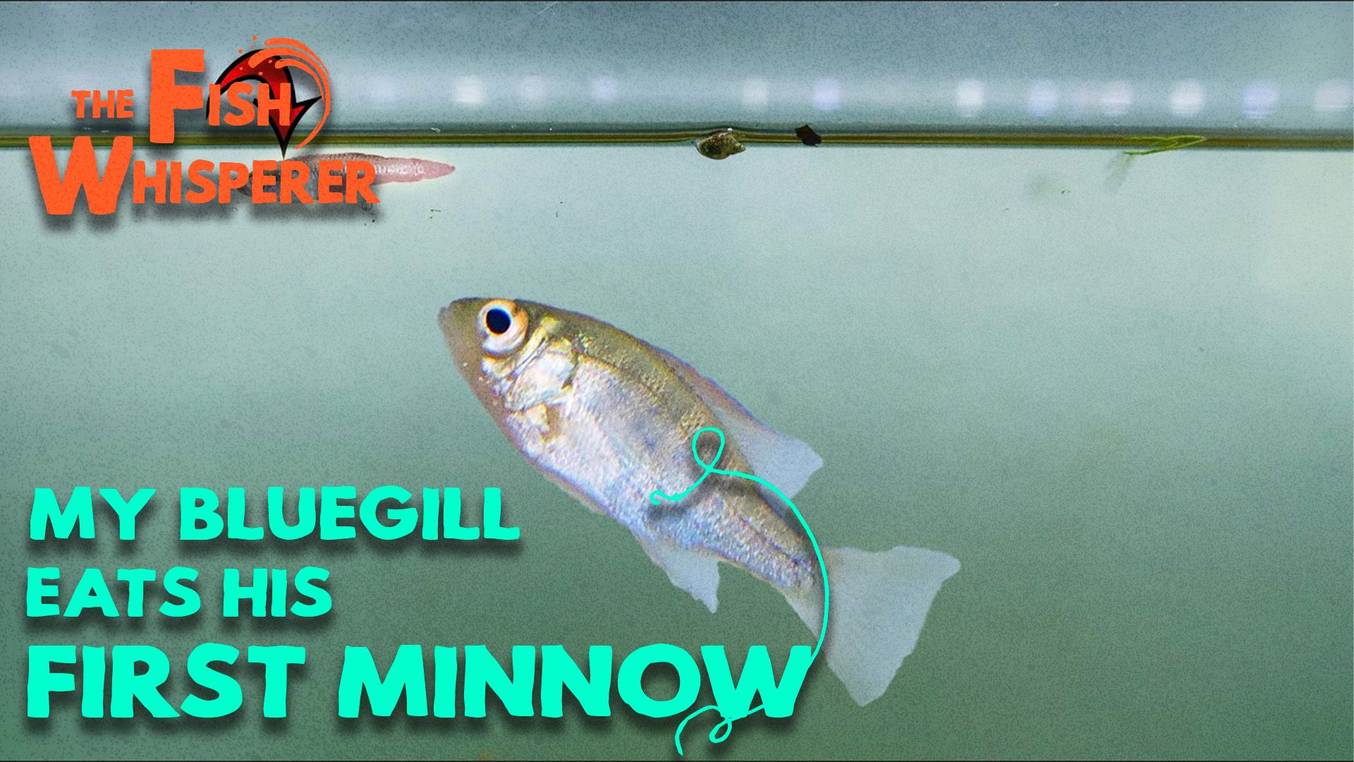 My Pet Bluegill Eats His First Minnow!