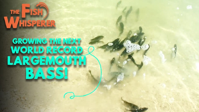 Growing The Next World Record Largemouth Bass!