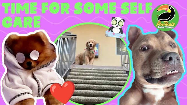 Animals Doing Things | Time For Some ...