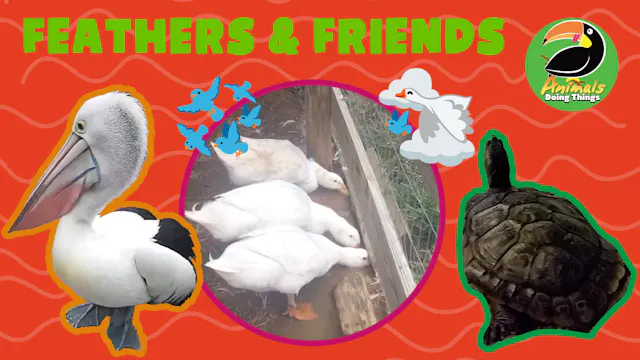 Animals Doing Things | Feathers & Fri...