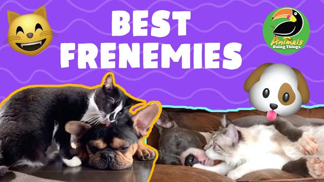 Animals Doing Things | Frenemies