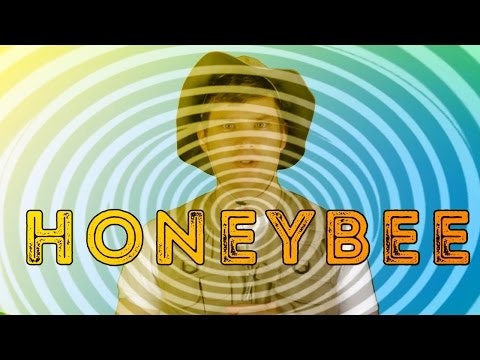 The Honey Bee - Animal Facts 