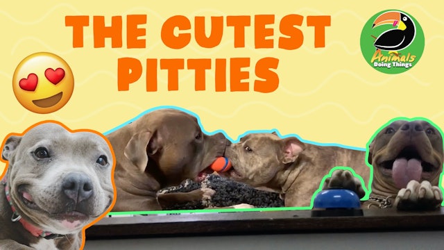 Animals Doing Things | The Cutest Pitties