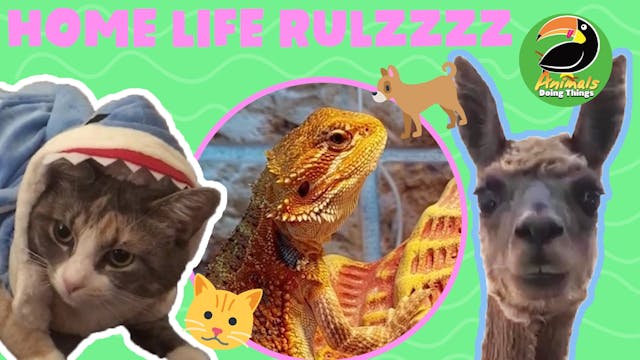 Animals Doing Things | Home Life Rulzzzz