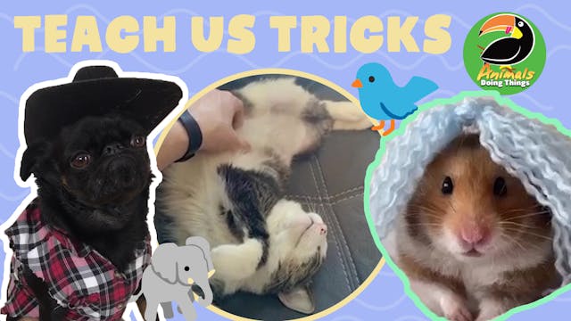 Animals Doing Things | Teach Us Tricks