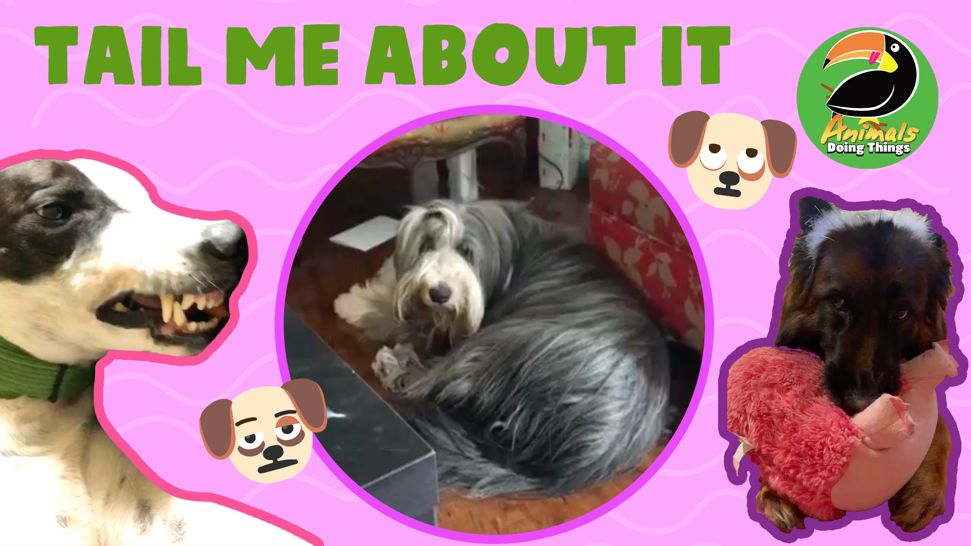 Animals Doing Things | Tail Me About It