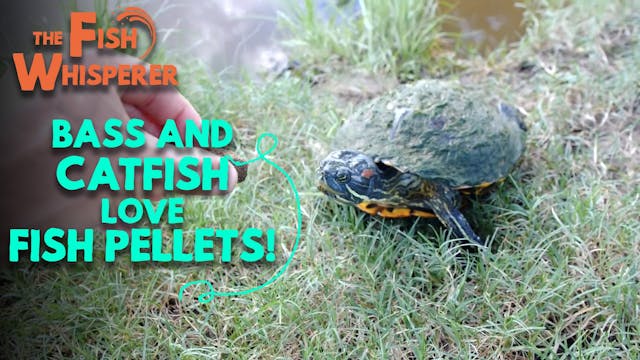 Bass and Catfish Love Fish Pellets!