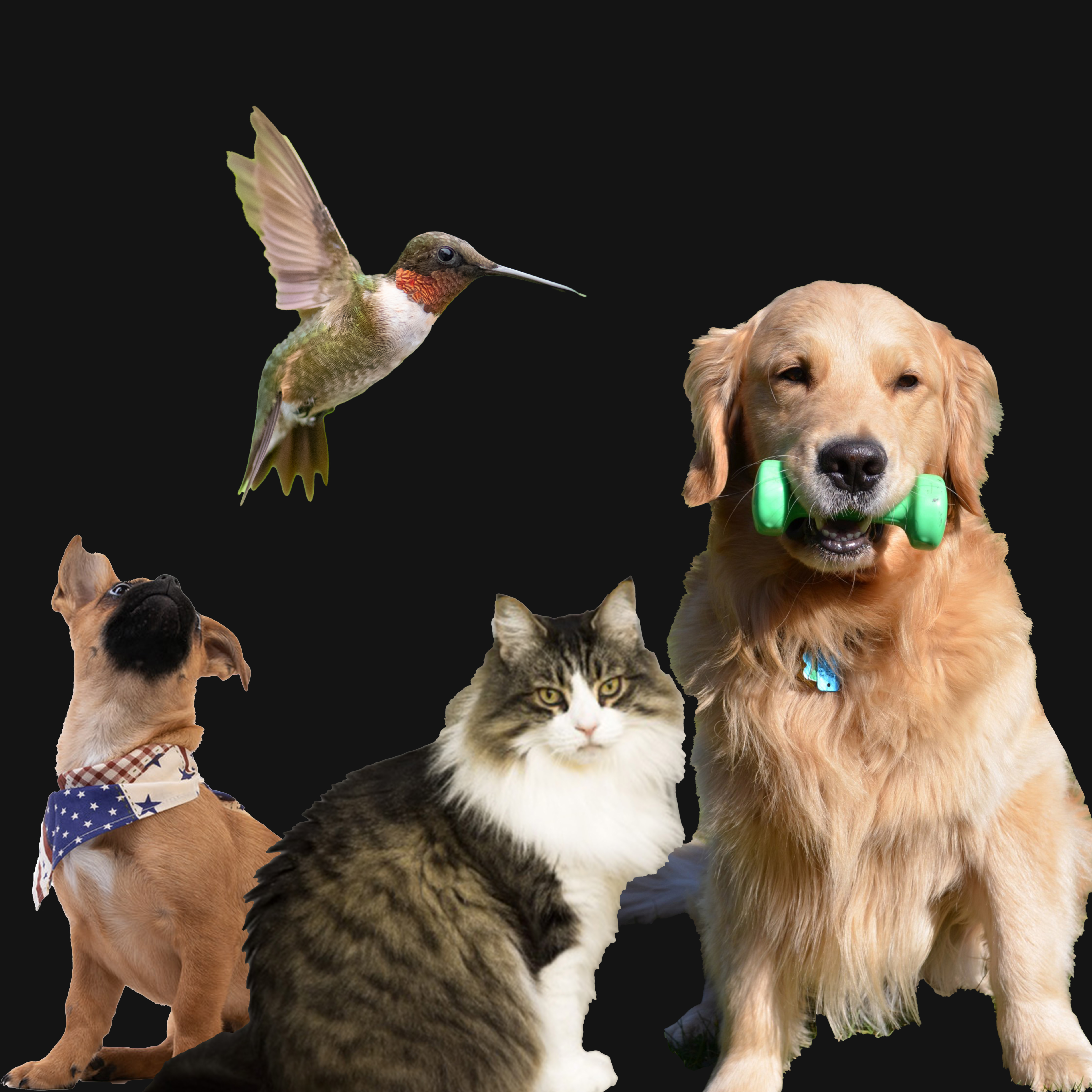 Animals Doing Things