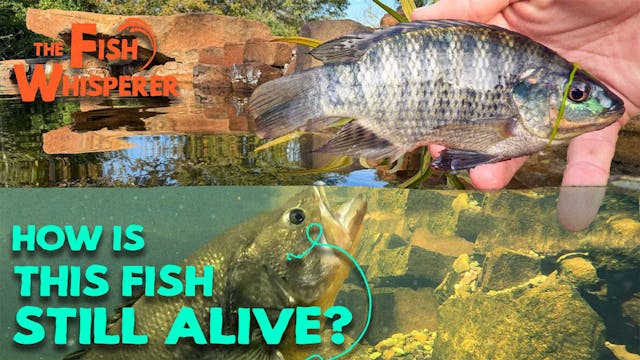How is This Fish Still Alive