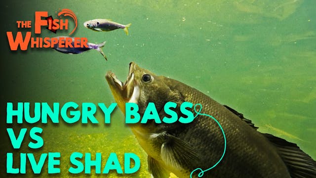 Hungry Bass Vs. Live Shad!
