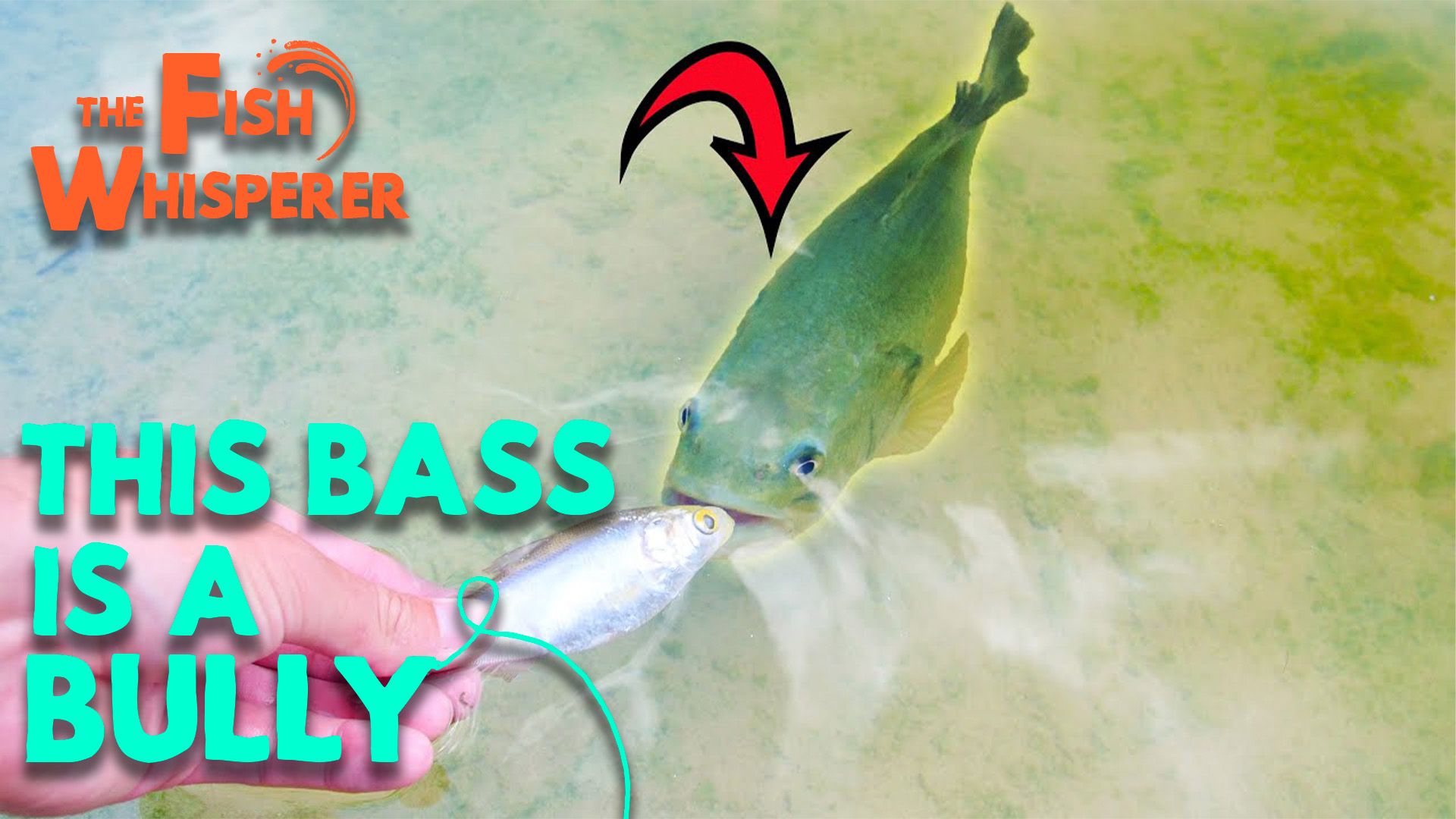 This Bass is a Bully!