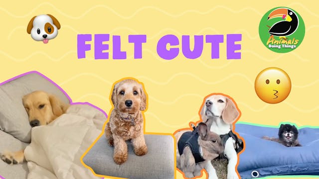 Animals Doing Things | Felt Cute