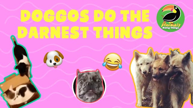Animals Doing Things | Doggos Do The ...